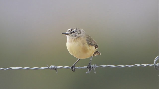 Yellow-rumped Thornbill - ML638416936