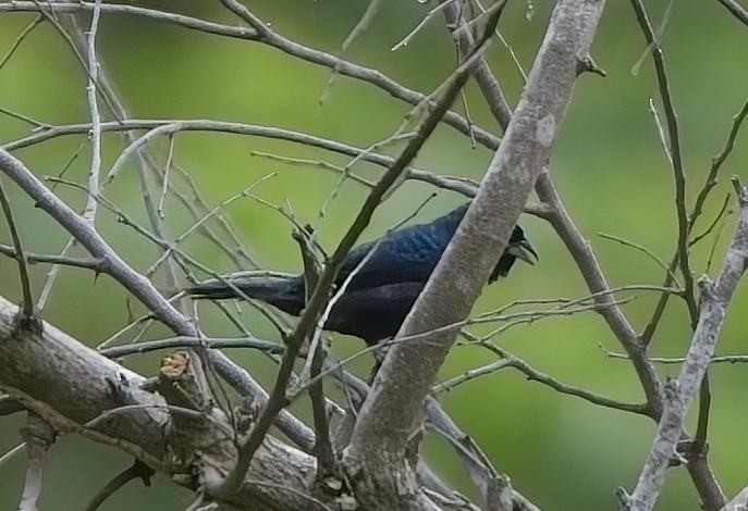 Blue-black Grassquit - ML638416944