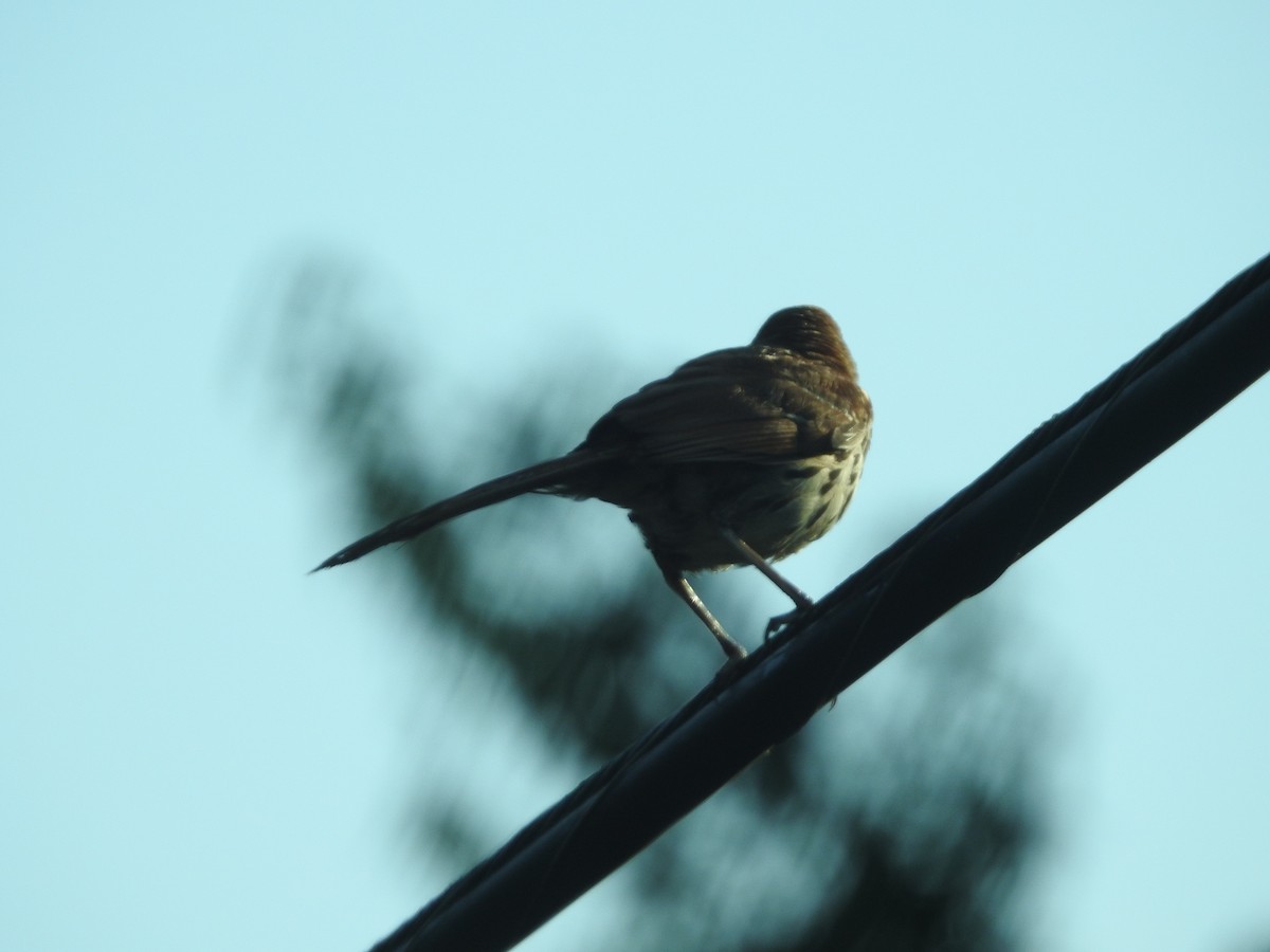 Brown Thrasher - ML638416956
