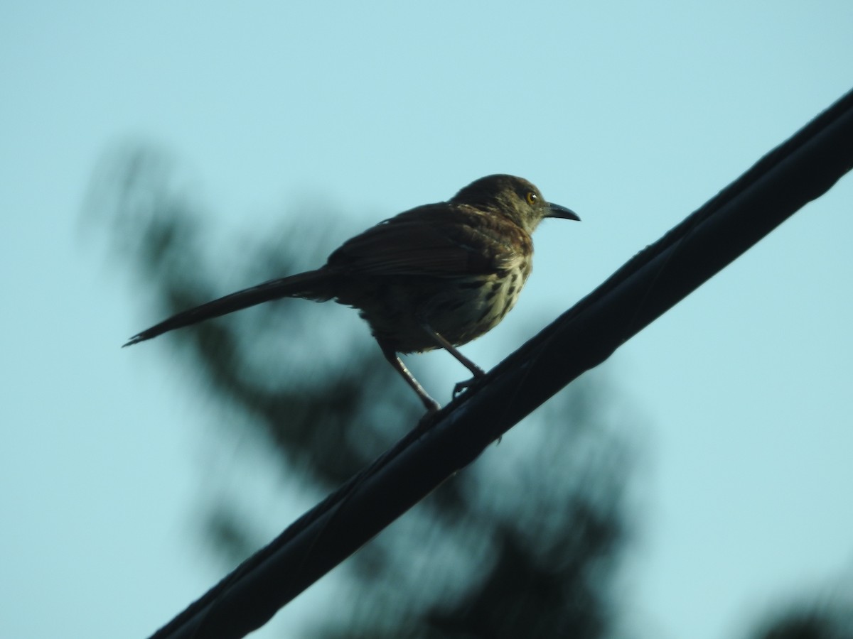 Brown Thrasher - ML638416957