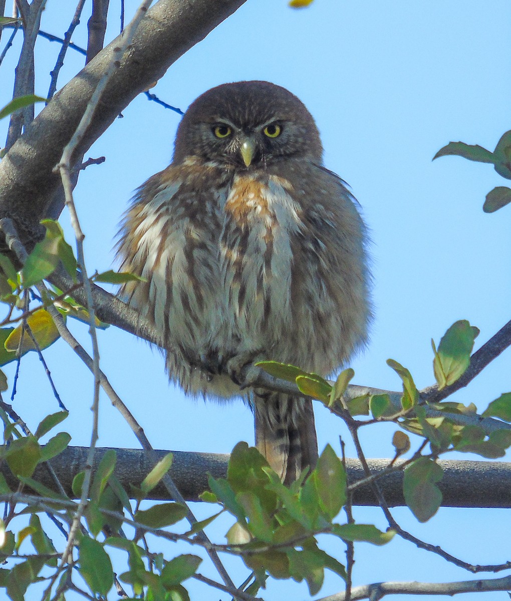 Austral Pygmy-Owl - ML638416977