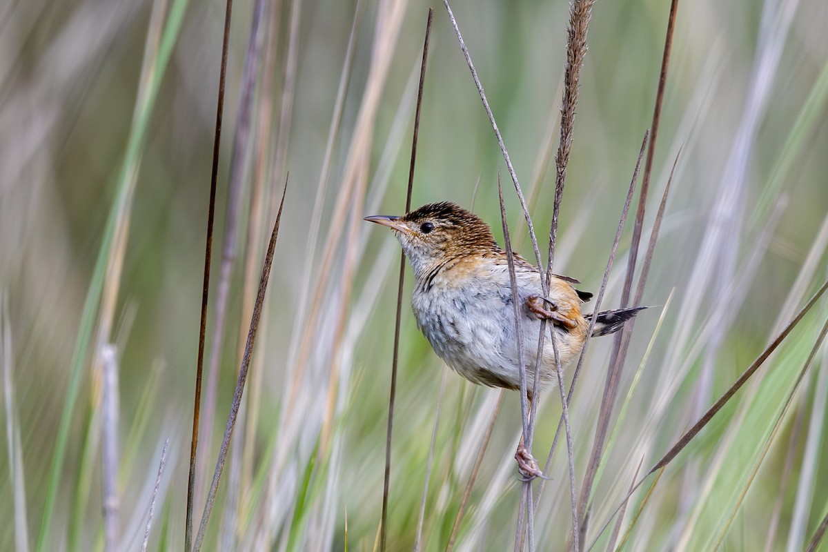 Grass Wren (Northern) - ML638416994