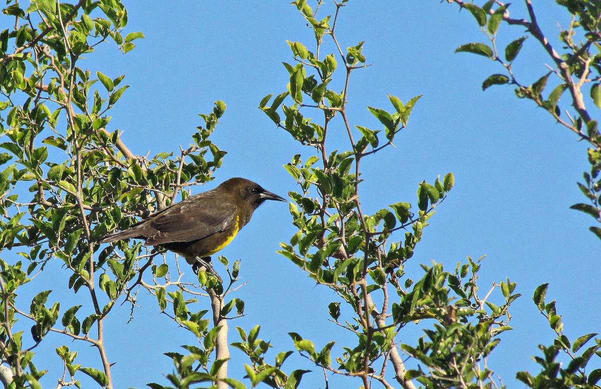 Brown-and-yellow Marshbird - ML638417038