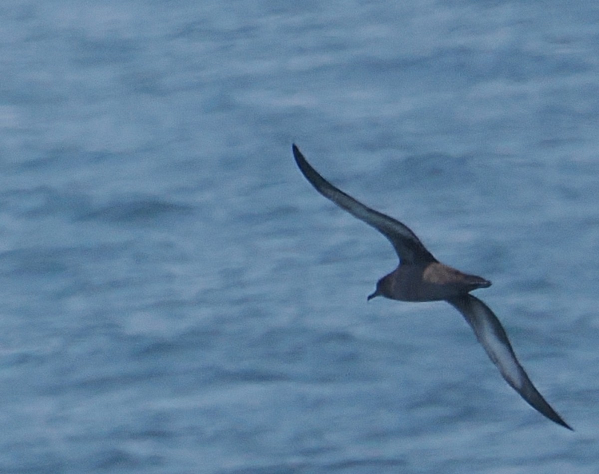 Sooty Shearwater - ML638417107