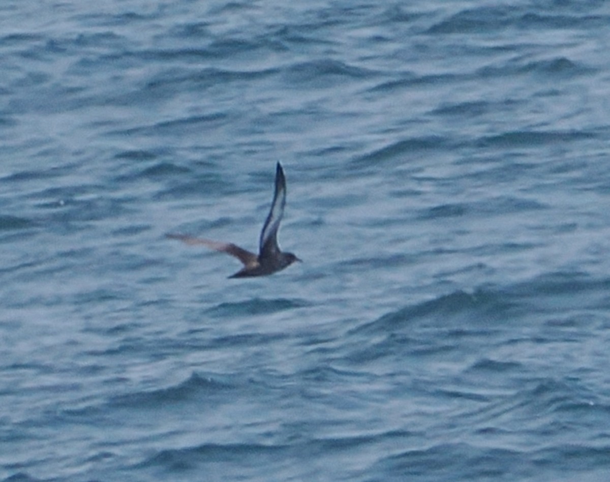 Sooty Shearwater - ML638417108