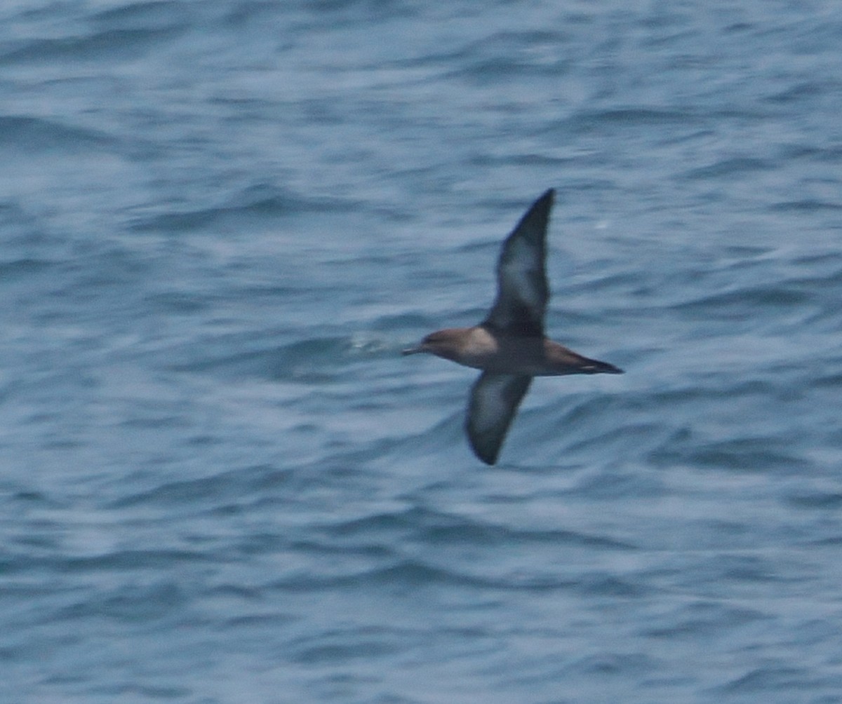 Sooty Shearwater - ML638417109