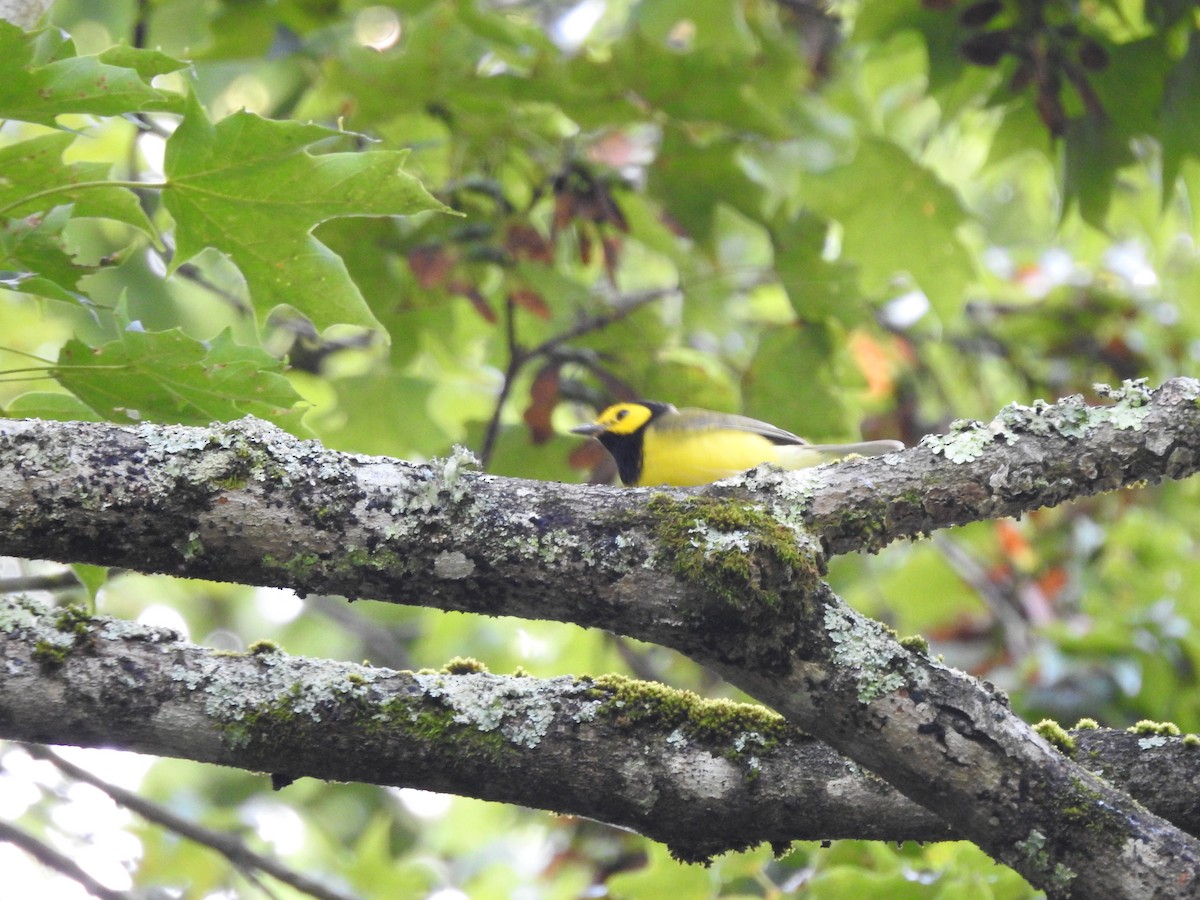 Hooded Warbler - ML638417110