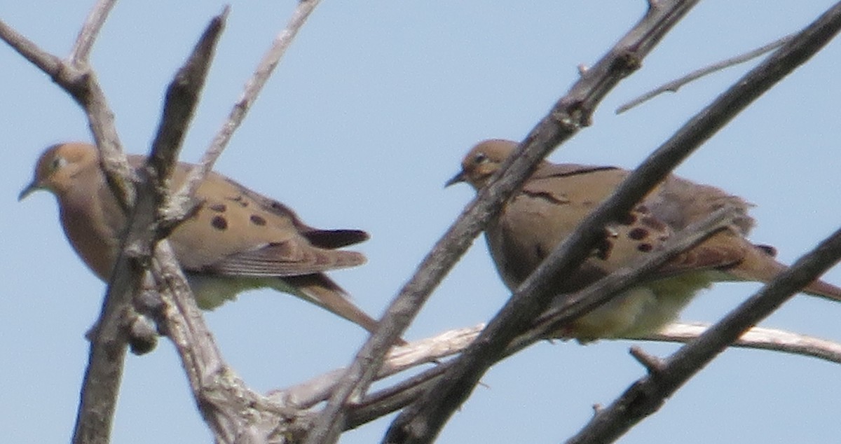 Mourning Dove - ML638417115