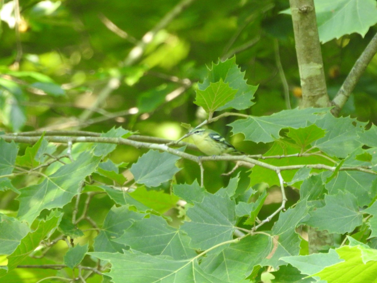 Cerulean Warbler - ML638417140