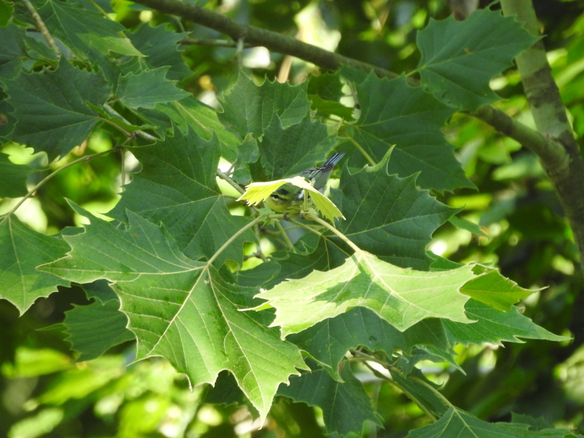 Cerulean Warbler - ML638417141