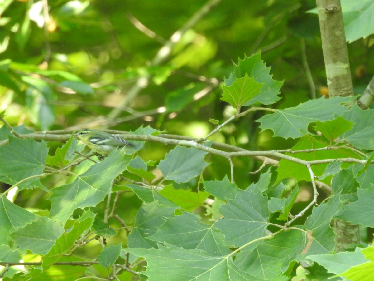 Cerulean Warbler - ML638417143