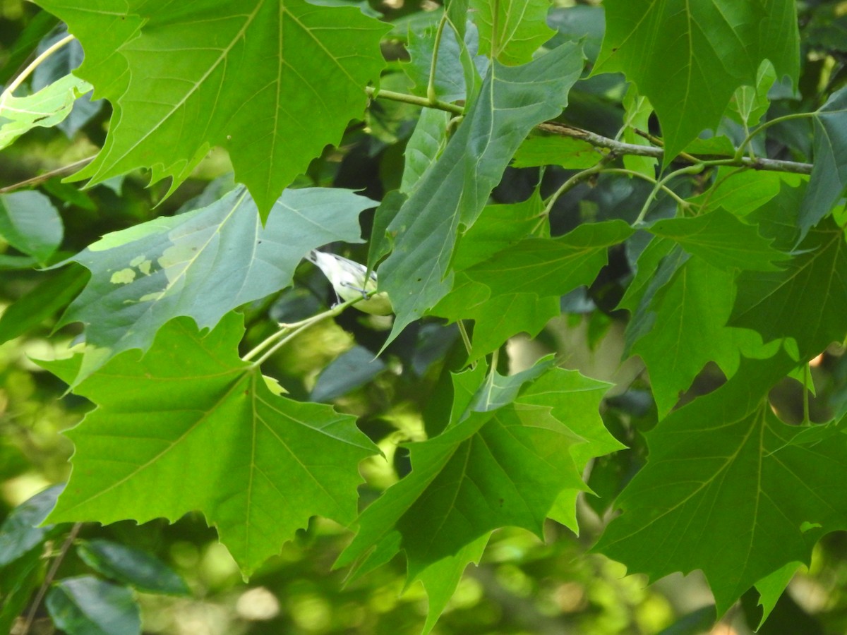 Cerulean Warbler - ML638417144