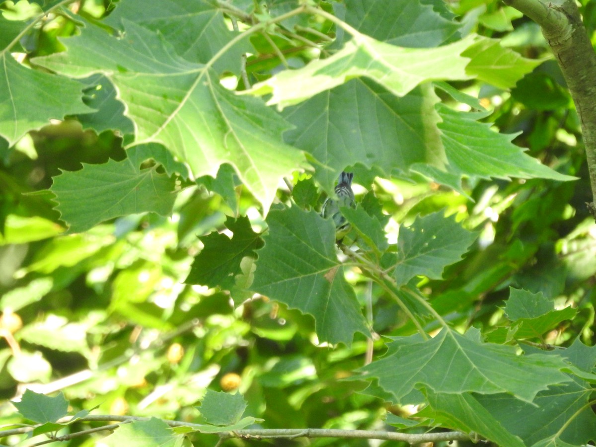 Cerulean Warbler - ML638417145