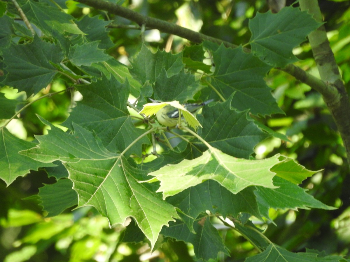 Cerulean Warbler - ML638417146
