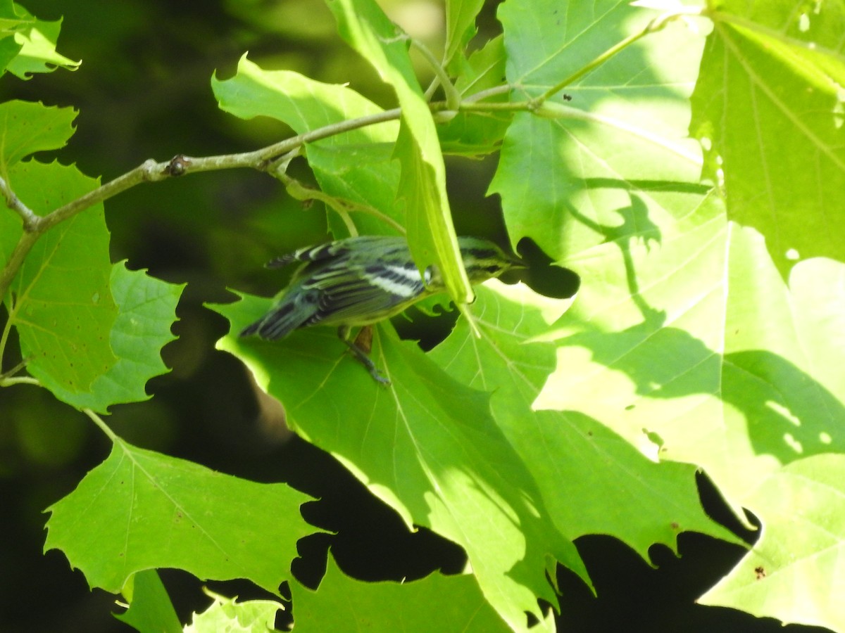Cerulean Warbler - ML638417147