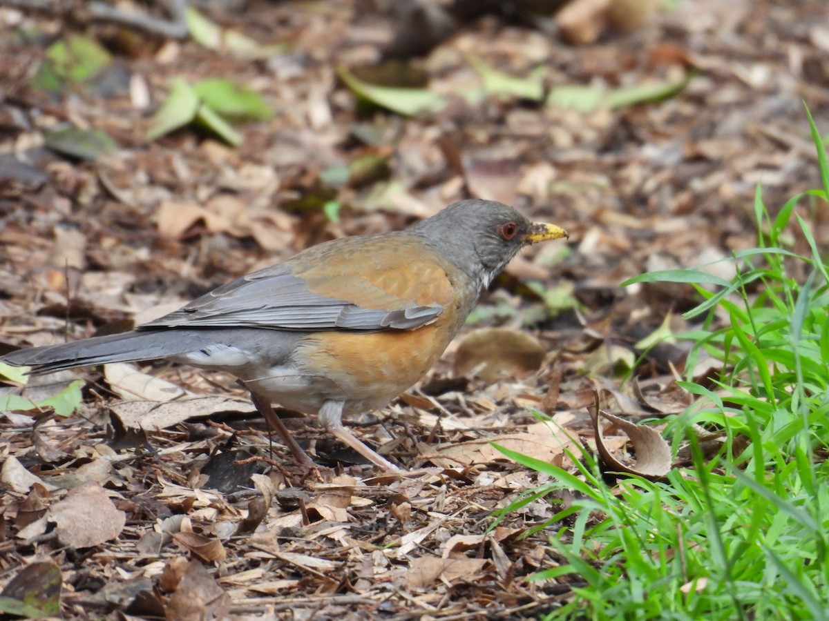 Rufous-backed Robin - ML638417155