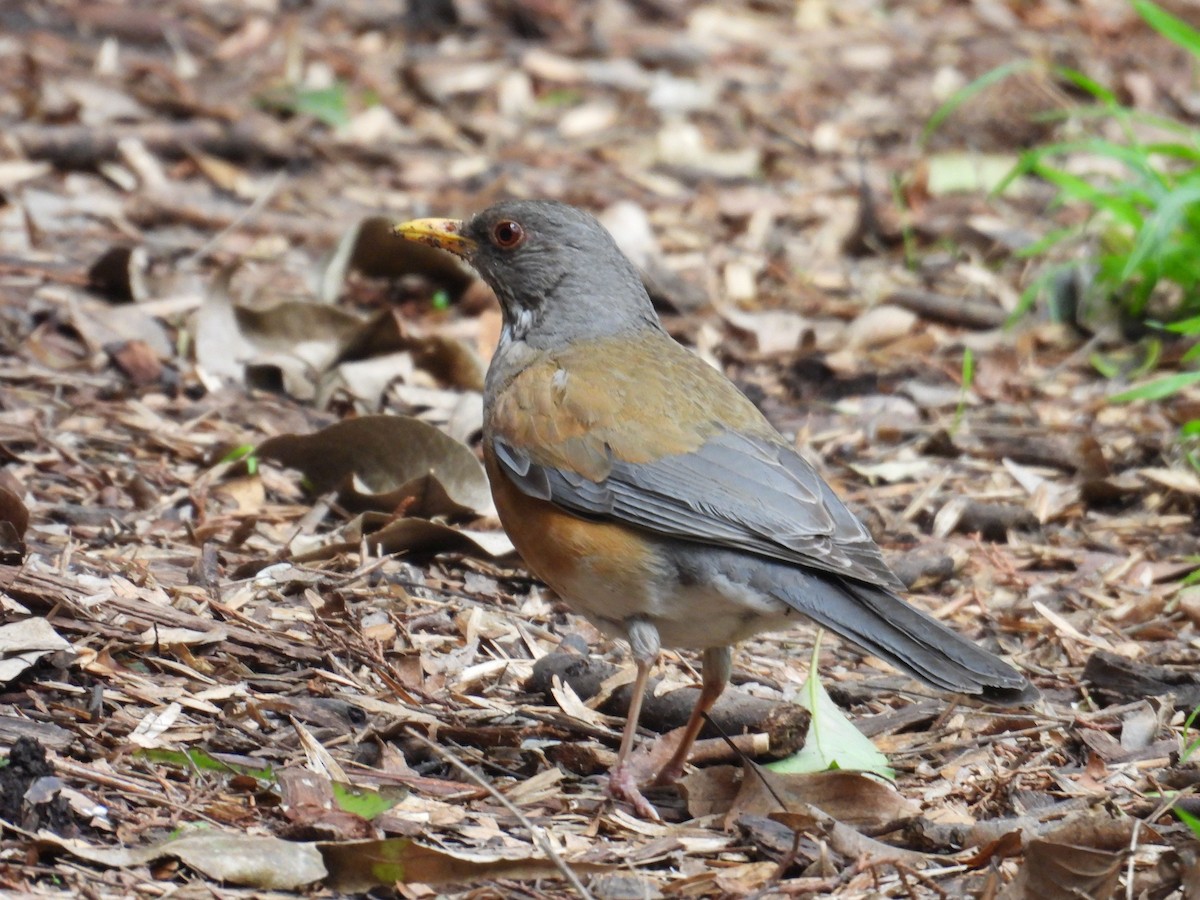 Rufous-backed Robin - ML638417156