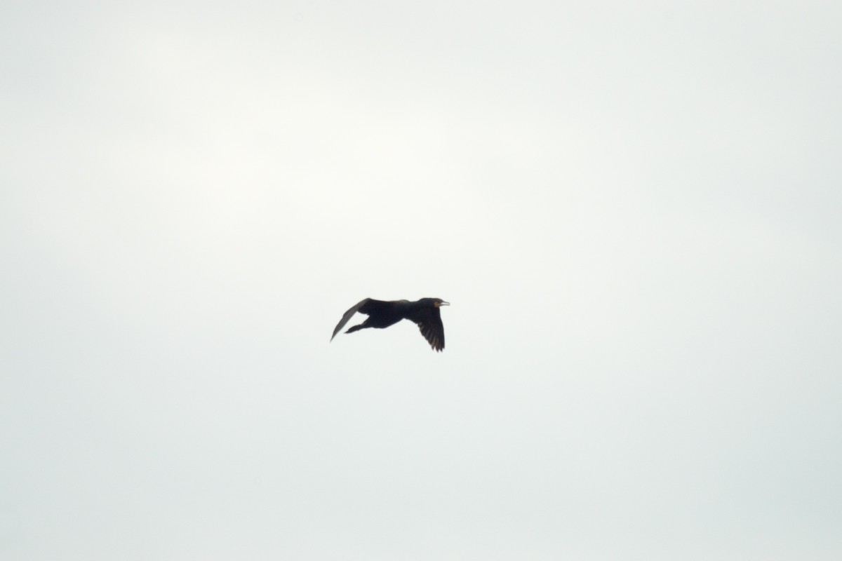 Cormorán Orejudo - ML638417168