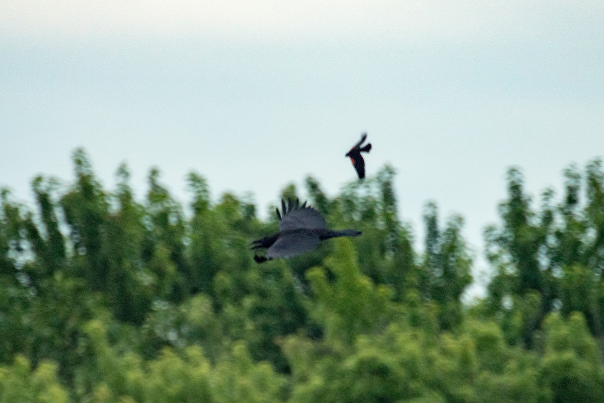 Common Raven - ML638417207