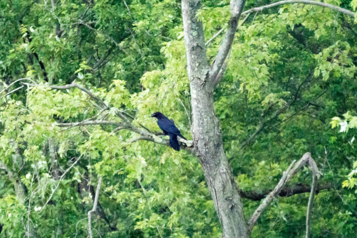 Common Raven - ML638417208
