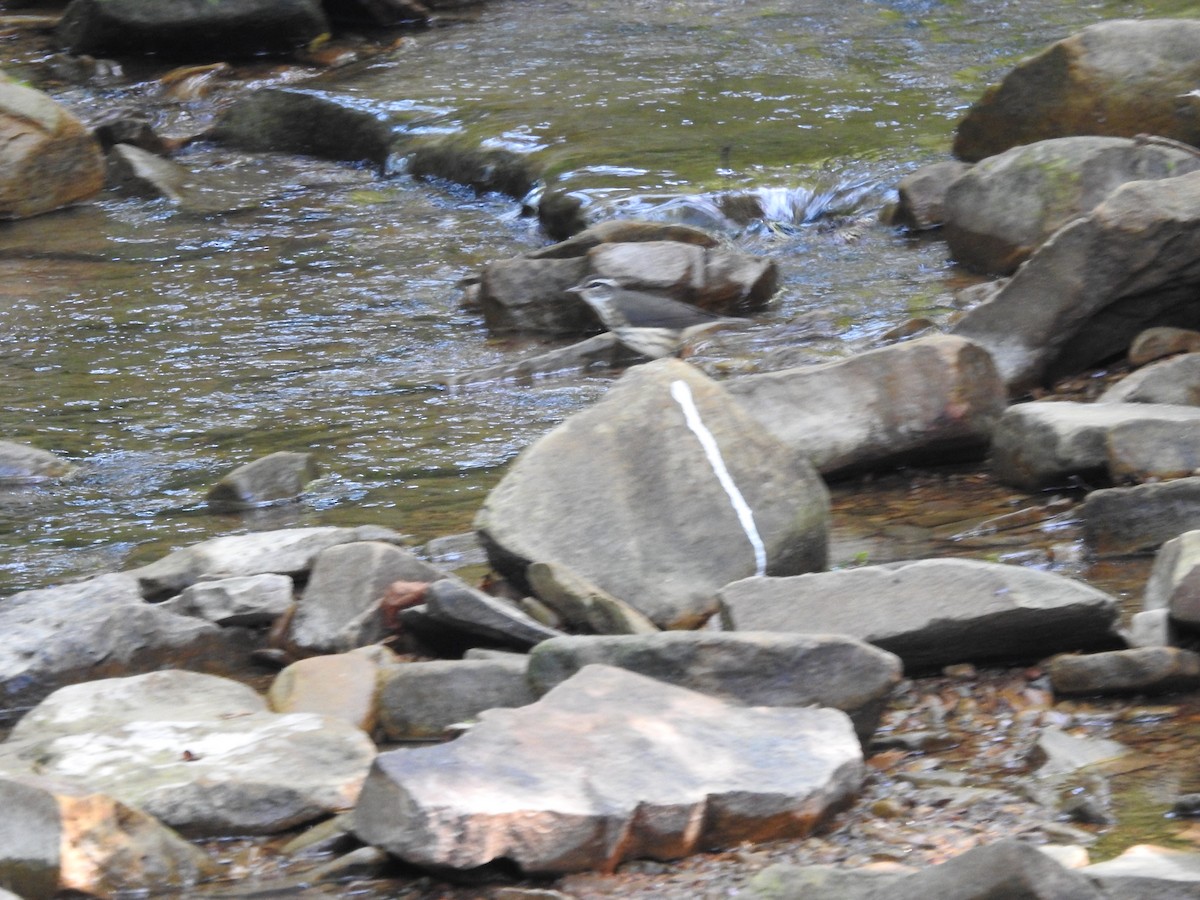 Louisiana Waterthrush - ML638417210