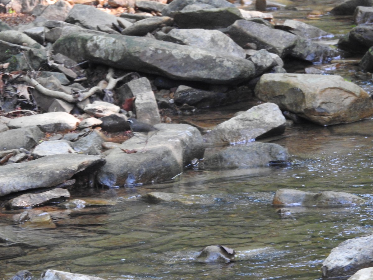 Louisiana Waterthrush - ML638417211