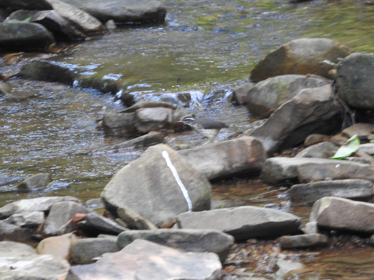 Louisiana Waterthrush - ML638417212