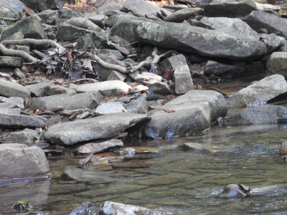Louisiana Waterthrush - ML638417213
