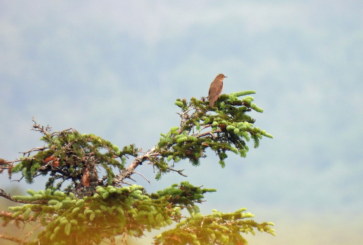 Swainson's Thrush - ML638417219