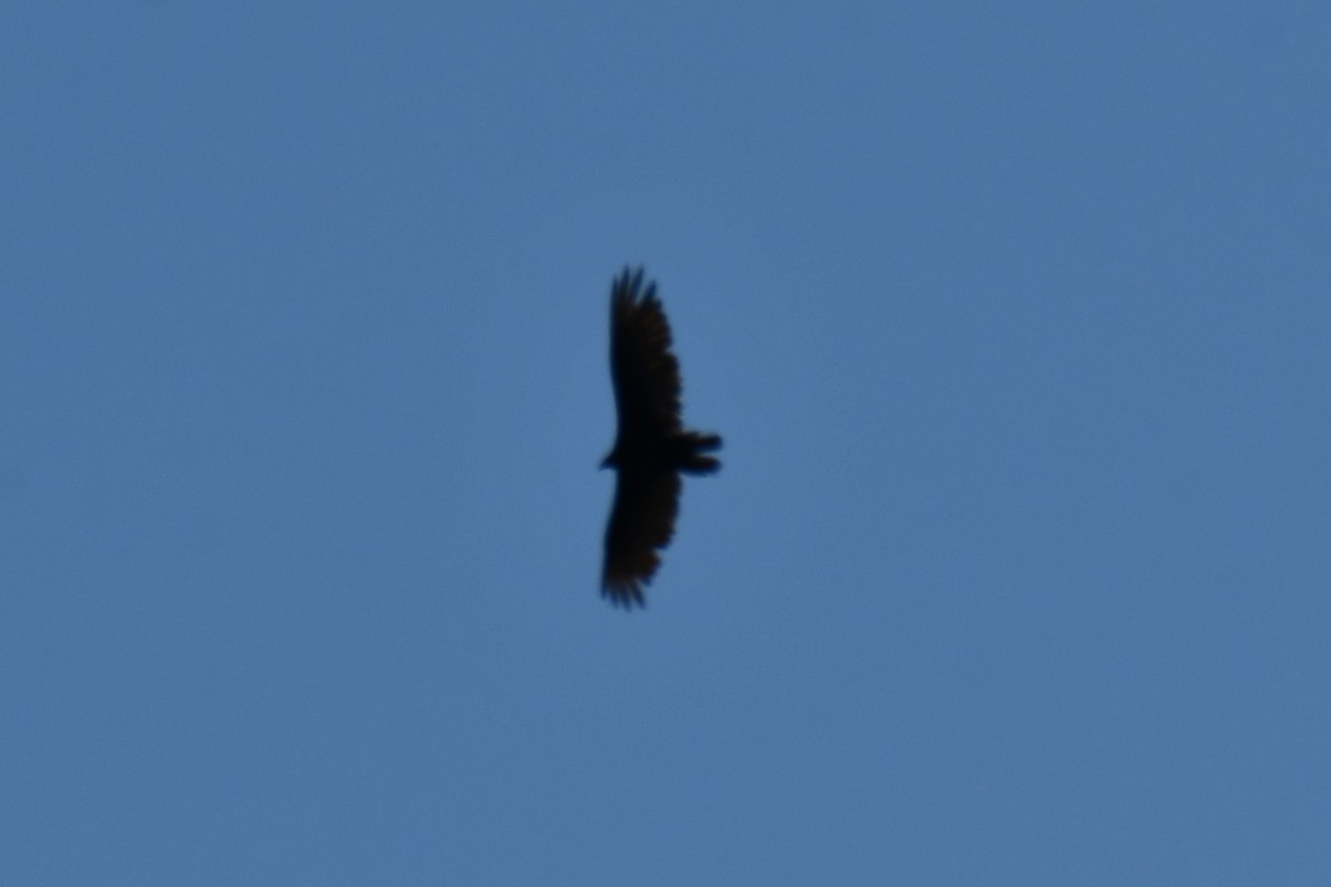 Turkey Vulture - ML638417222