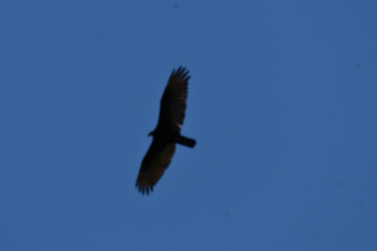Turkey Vulture - ML638417223