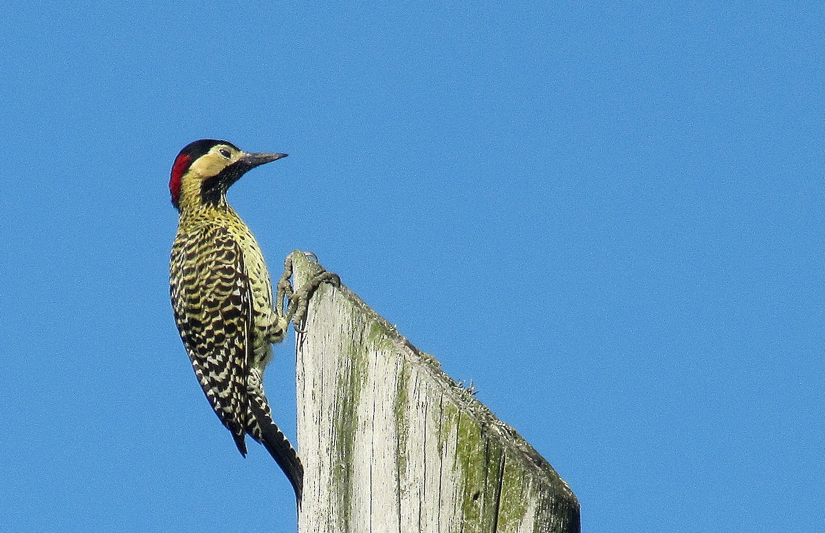 Green-barred Woodpecker - ML638417248