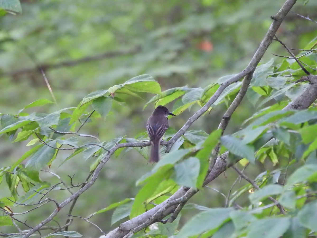 Eastern Phoebe - ML638417249