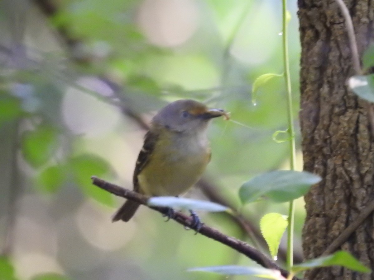White-eyed Vireo - ML638417272
