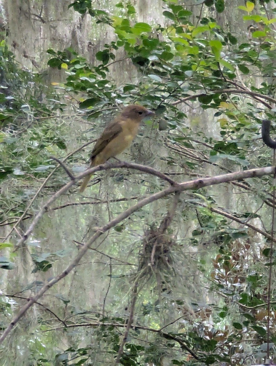 Summer Tanager - ML638417280