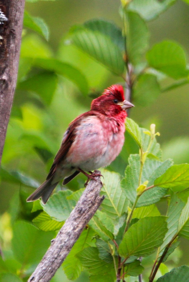 Purple Finch - ML638417306