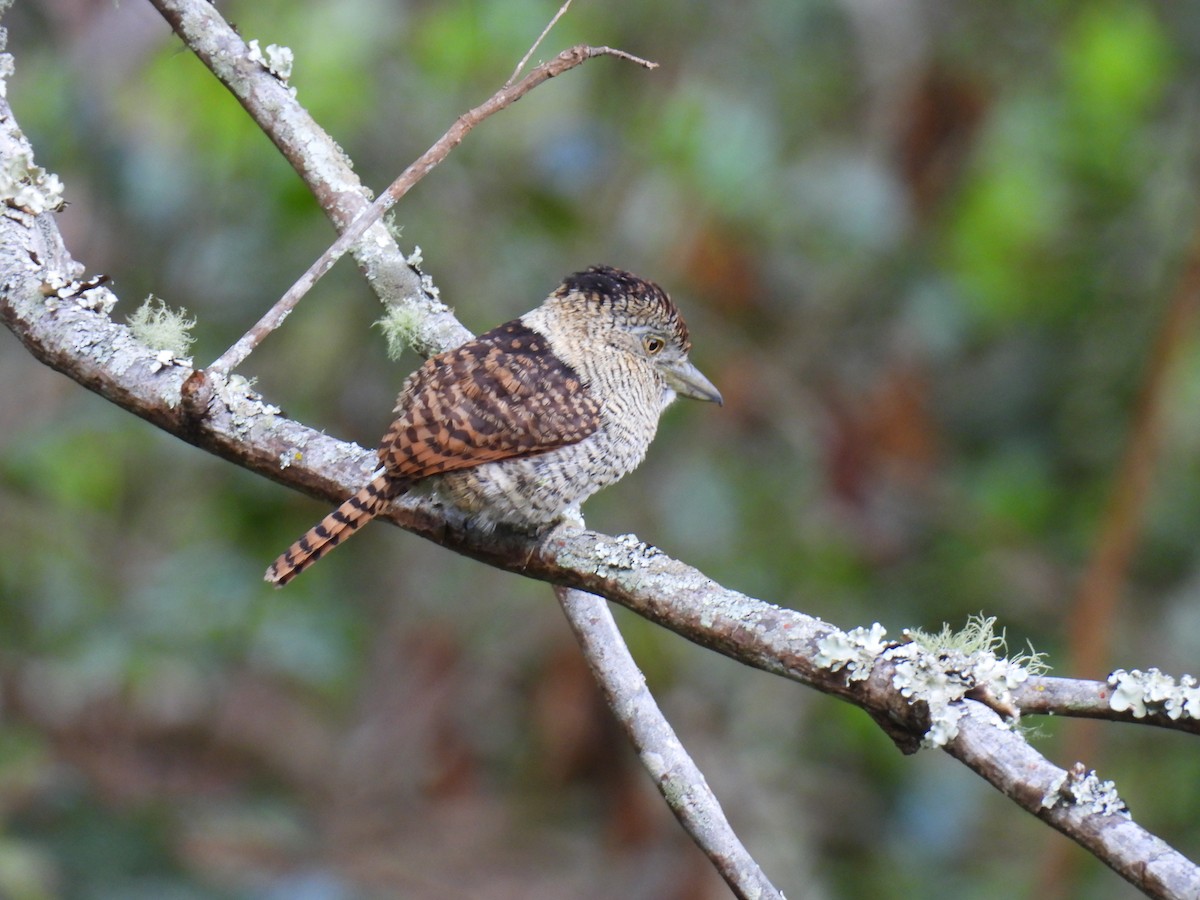 Barred Puffbird - ML638417315