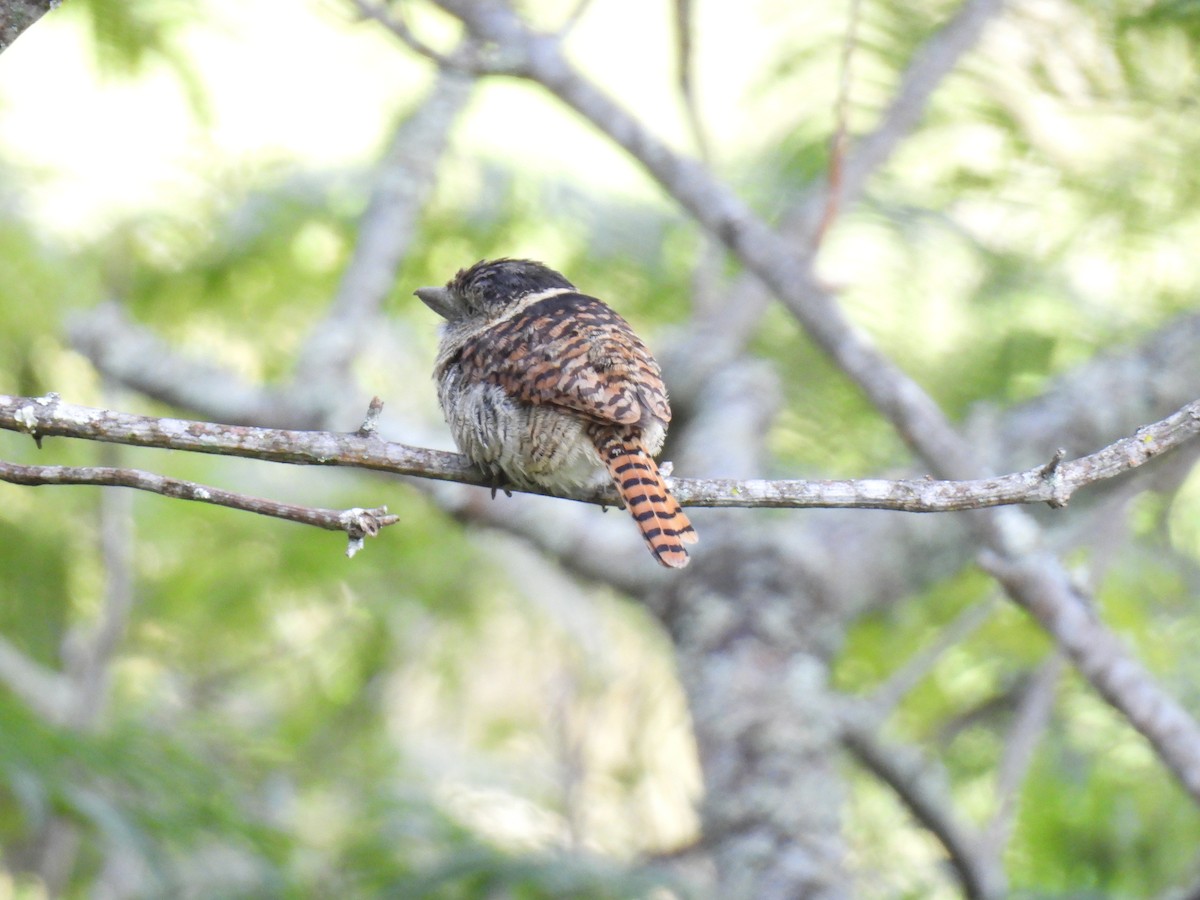 Barred Puffbird - ML638417319