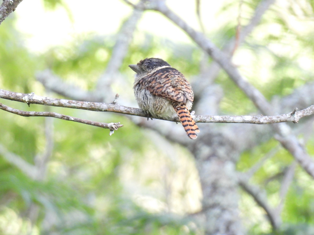 Barred Puffbird - ML638417322