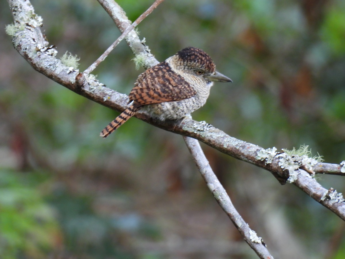 Barred Puffbird - ML638417323