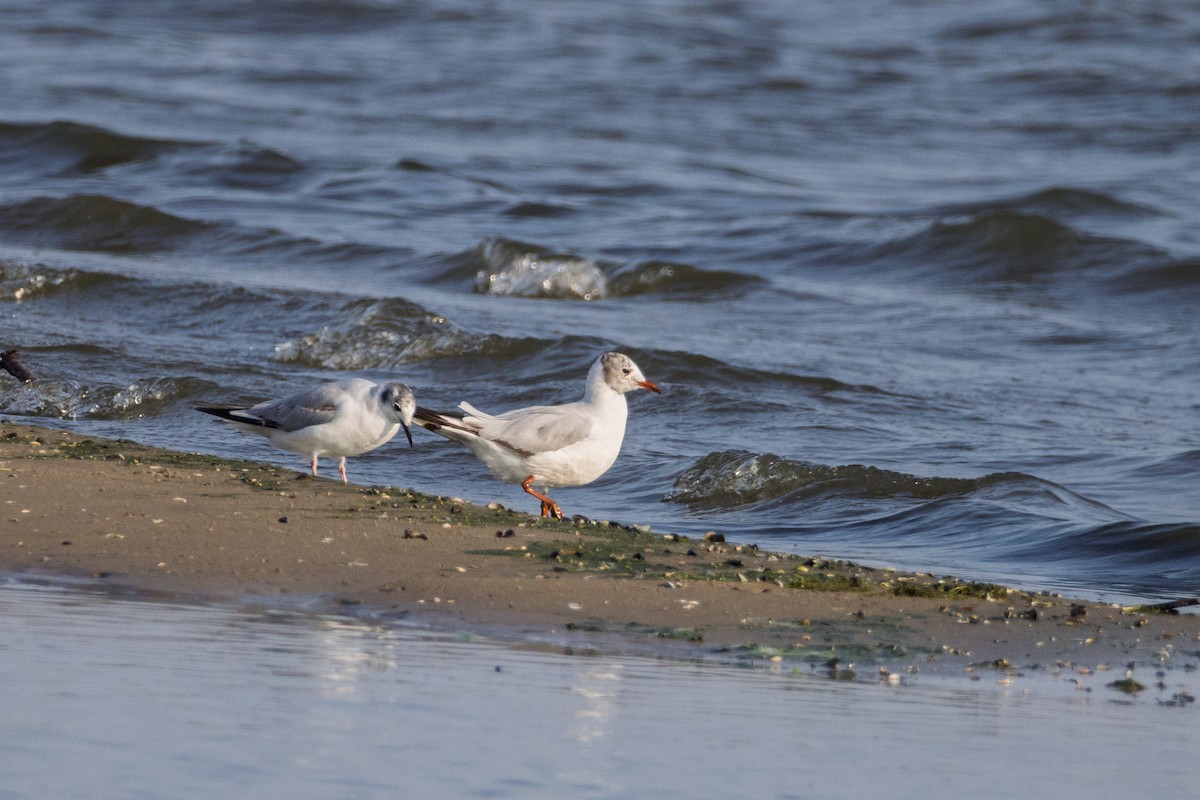 紅嘴鷗 - ML638417339