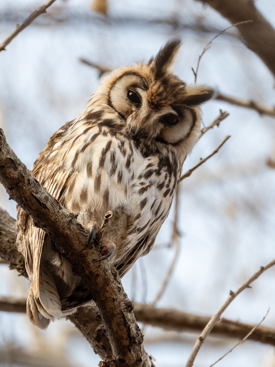 Hibou strié - ML638417341