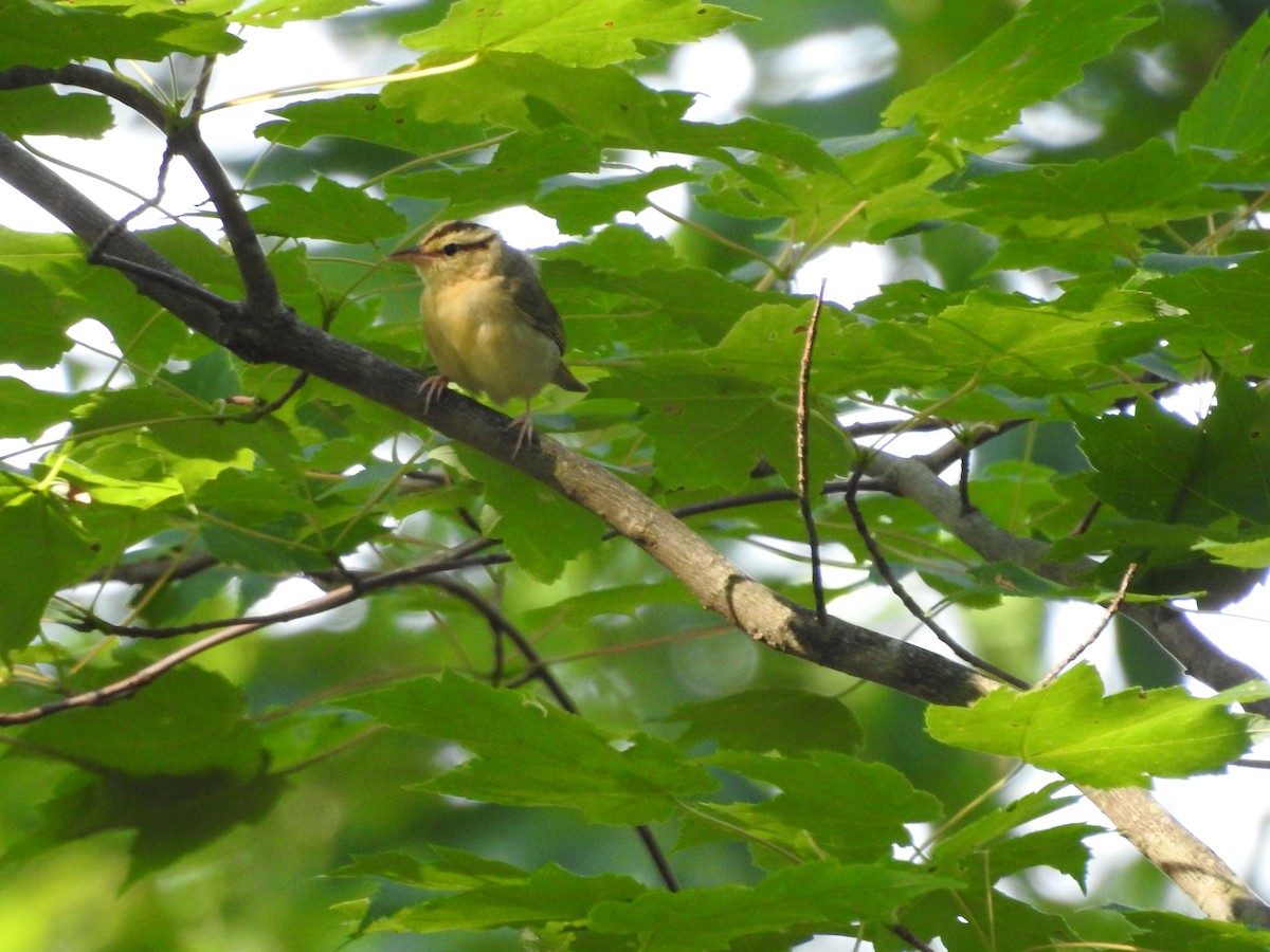 åmeparula - ML638417350