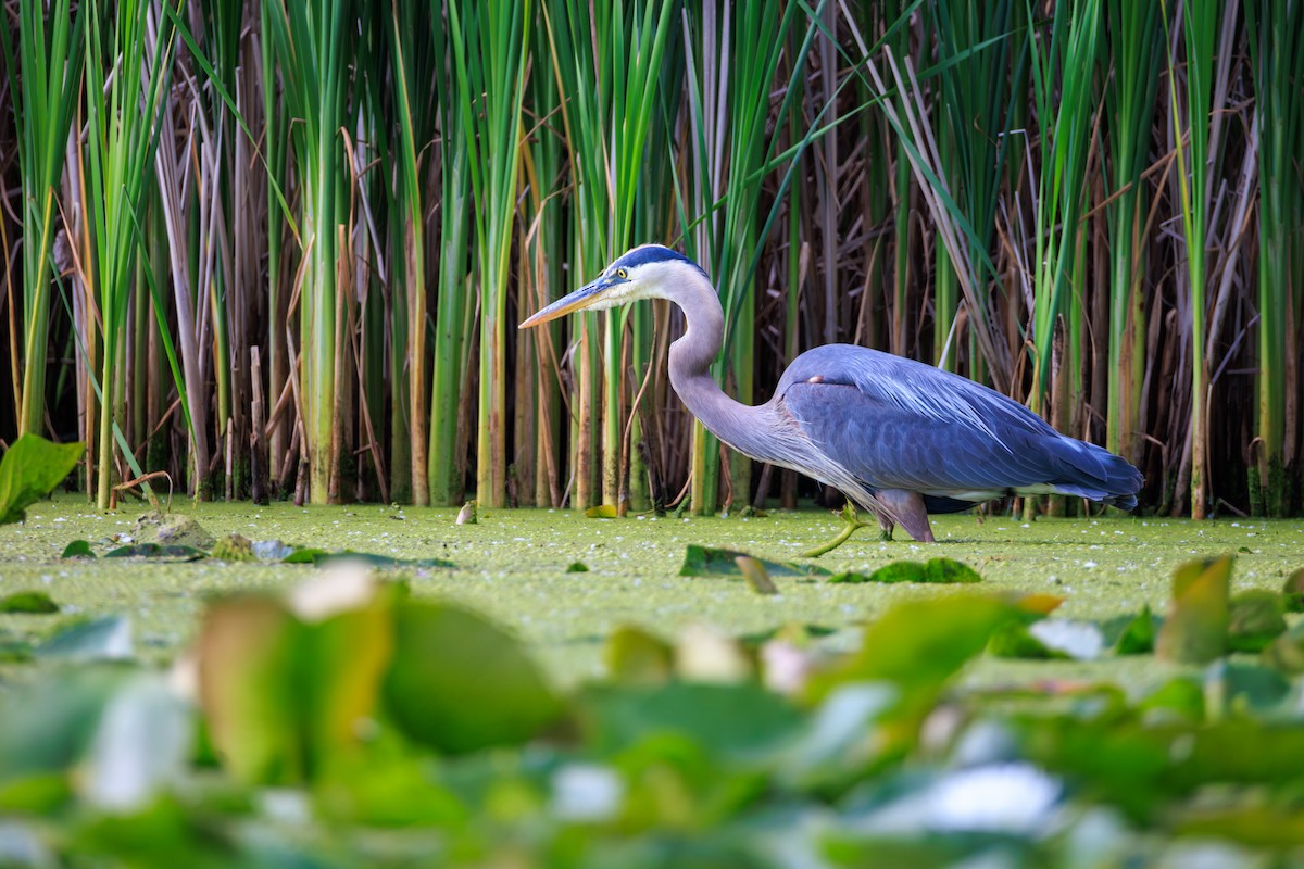Great Blue Heron - ML638417357