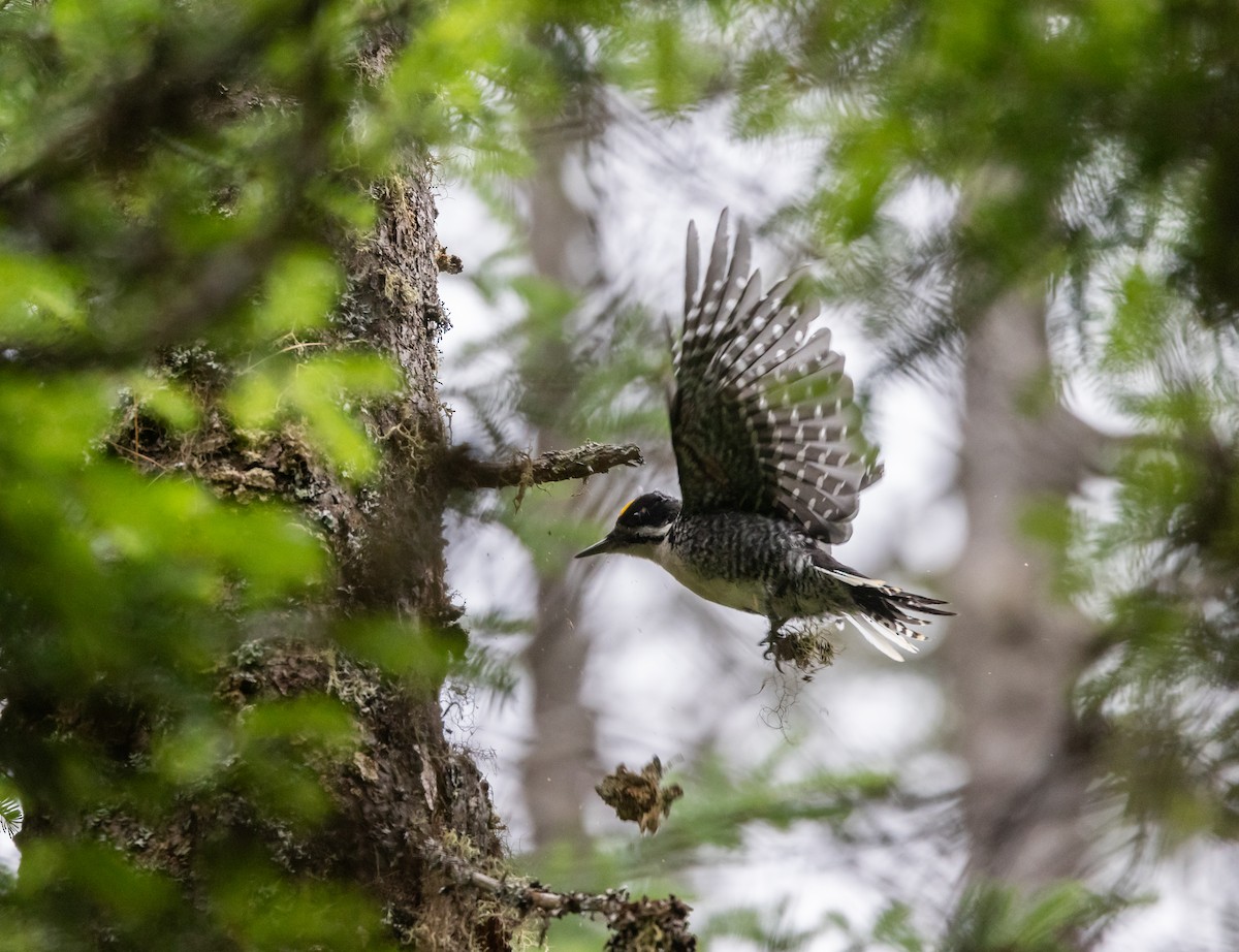 Black-backed Woodpecker - ML638417363