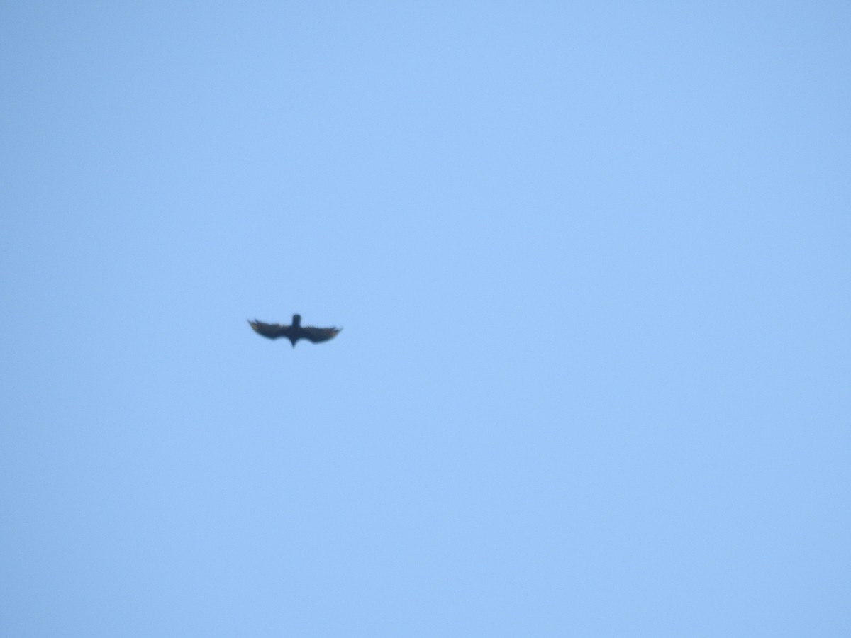 Turkey Vulture - ML638417366