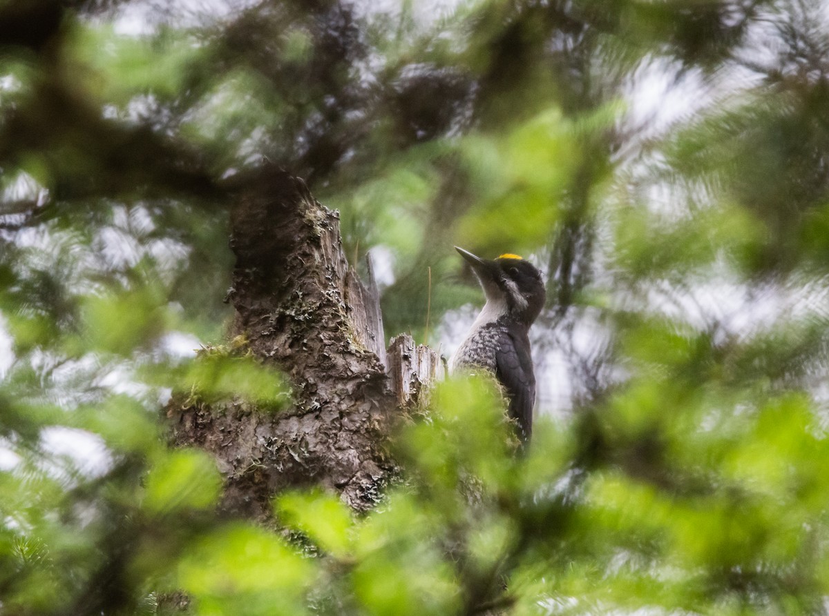 Black-backed Woodpecker - ML638417370