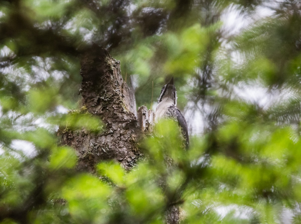 Black-backed Woodpecker - ML638417371