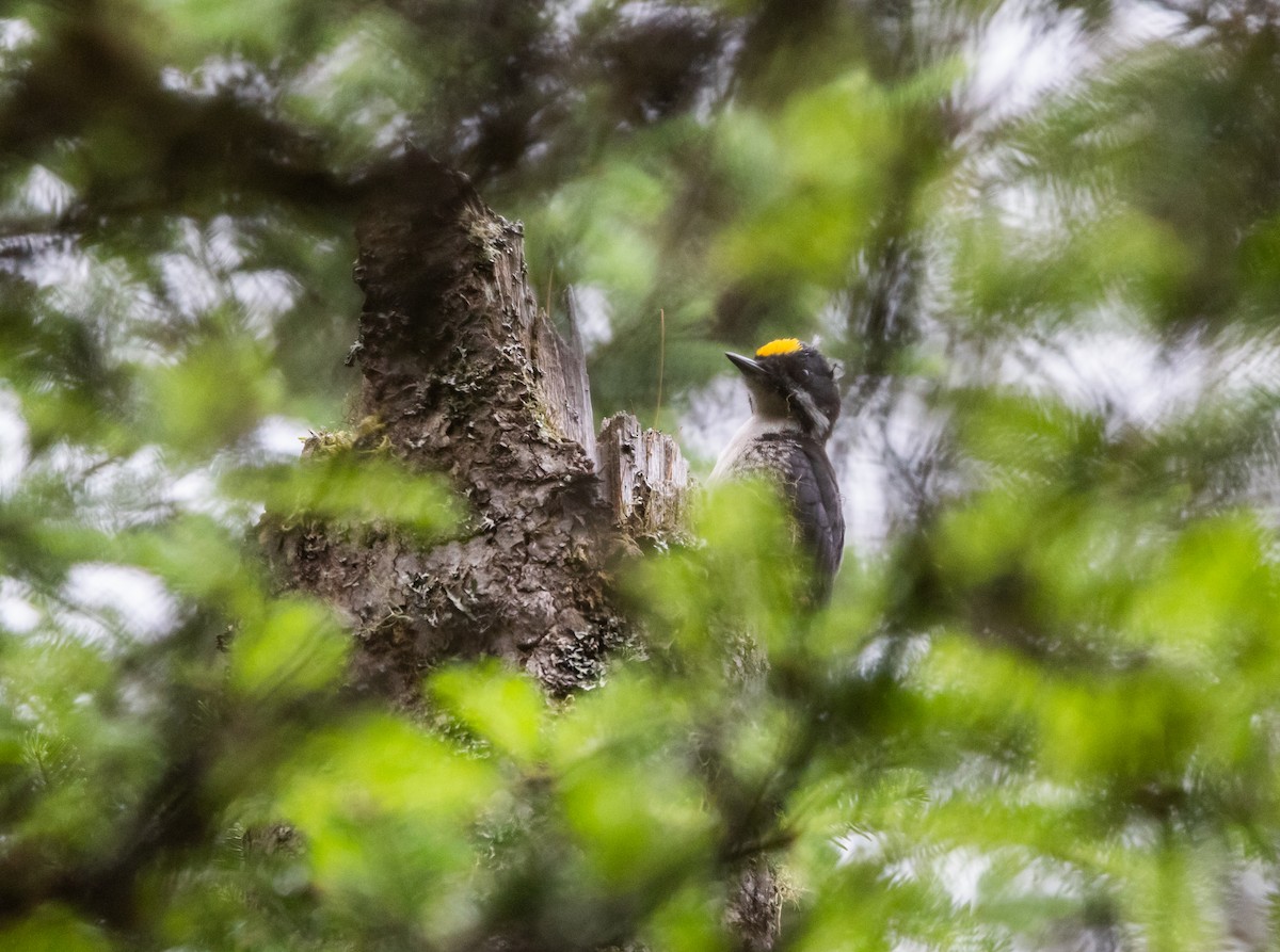 Black-backed Woodpecker - ML638417372