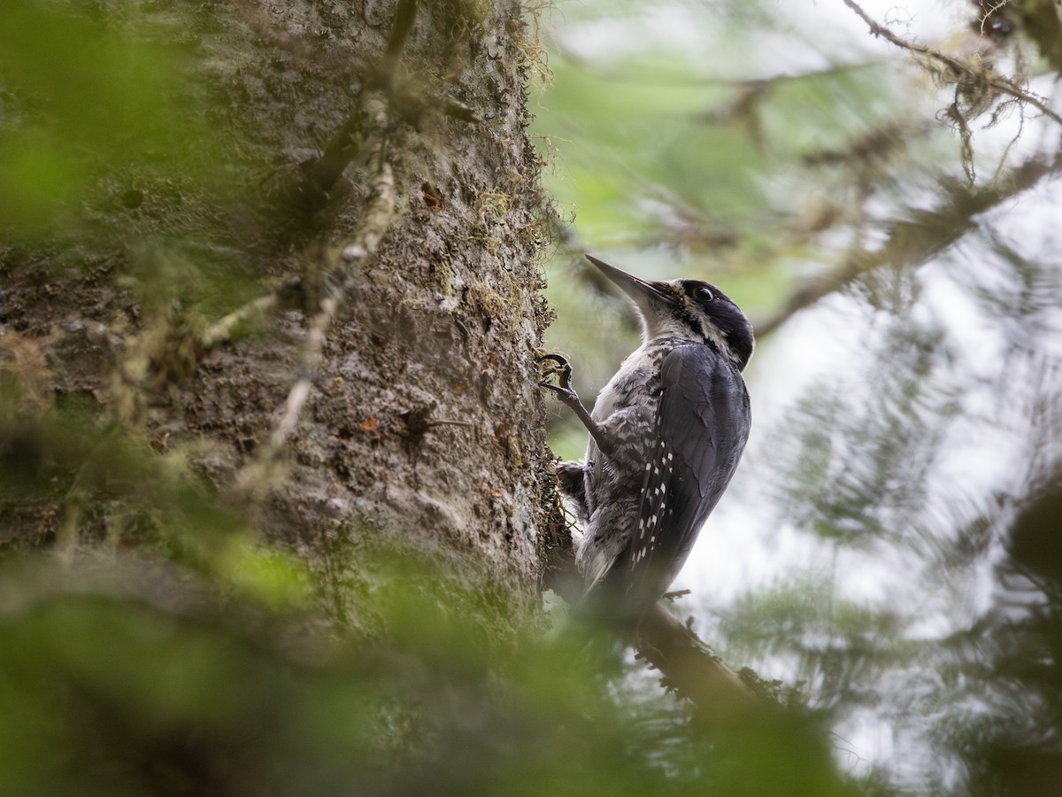 Black-backed Woodpecker - ML638417379